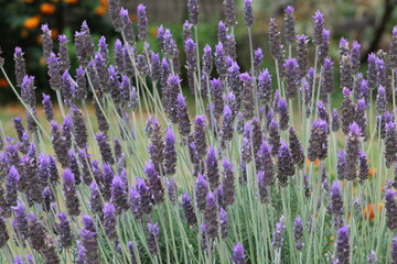 lavender  flowers close up