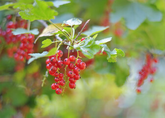 Branch of red currant with leaves.Natural bokeh garden photo