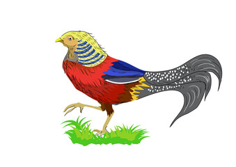 Golden Pheasant tresco