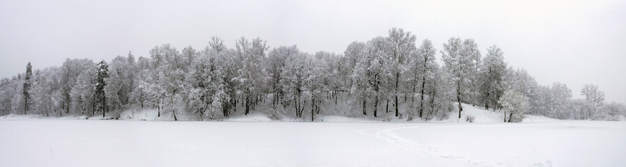 Serene winter scene with snow covered trees in the park during heavy snowfall.Cloudy wintertime landscape. 