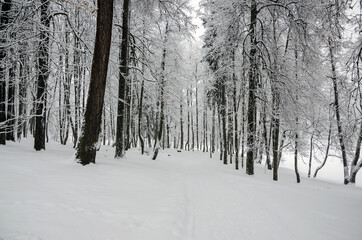 Obraz premium Serene winter scene with snow covered trees in the park during heavy snowfall.Cloudy wintertime landscape. 