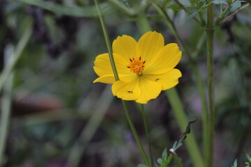 yellow flower in the garden