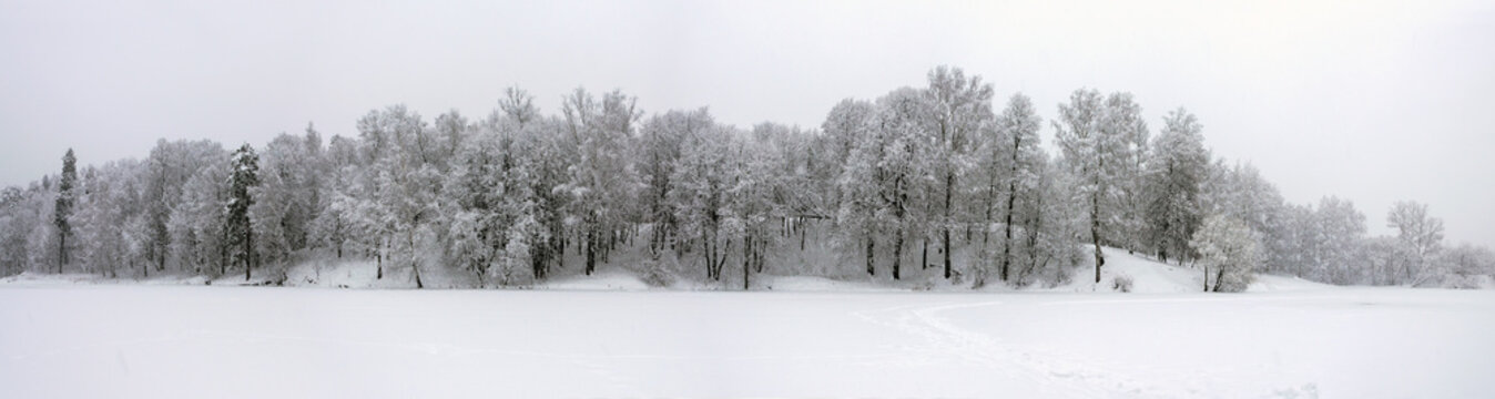 Serene winter scene with snow covered trees in the park during heavy snowfall.Cloudy wintertime landscape. 