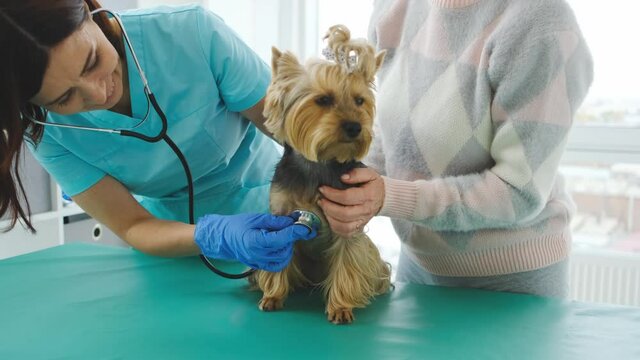 Veterinarian listening yorkshire terrier dog with stethoscope in clinic