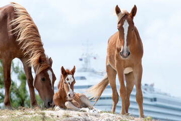 Family of Horses With A Colt on Grand Turk Island
