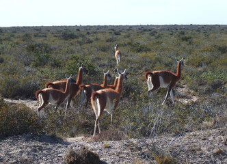 Group of Guanaco in the bush of the Valdes Peninsula, Argentina