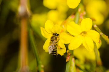 Bees in collecting honey on tiny yellow flowers of winter jasmine-Jasminum nudiflorum 