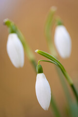 Campanilla de invierno (Galanthus nivalis)