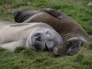 Elephants de mer en Georgie du Sud