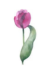 Realistic tulips set. Not trace. The blank for your design. Pink tulips flowers on white background.