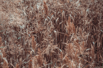 Fototapeta premium dry grass in the field