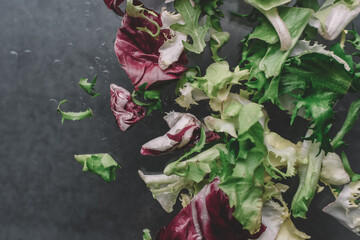 Background of flying lettuce mix leaves isolated on gray background. Fresh salad sample with Swiss chard, spinach, arugula, purple salad.
Copy space.
 Food levitation concept.