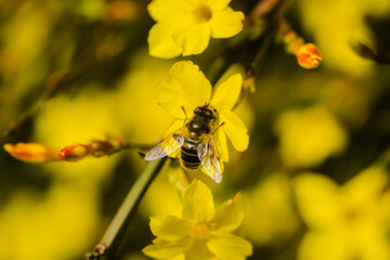 Bees in collecting honey on tiny yellow flowers of winter jasmine-Jasminum nudiflorum 