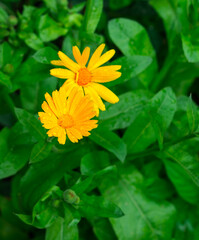 Yellow Orange Flowers. Calendula Flower with Raindrops on Petals
