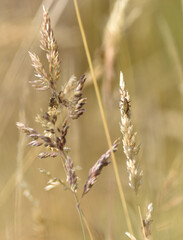 Fototapeta na wymiar beige grasses on a meadow at the end of summer, and on them worms Liophloeus 