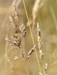 Fototapeta premium beige grasses on a meadow at the end of summer, and on them worms Liophloeus 