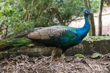 Obraz premium A zoo in thailand near pattaya, and a large selection of animals.
