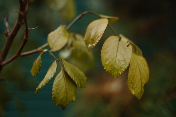 Wet rose leaves in a spring garden closeup.