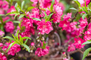  peach flower blossom in garden