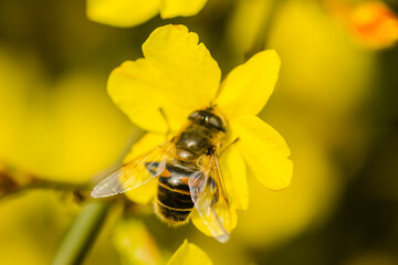 Bees in collecting honey on tiny yellow flowers of winter jasmine-Jasminum nudiflorum 