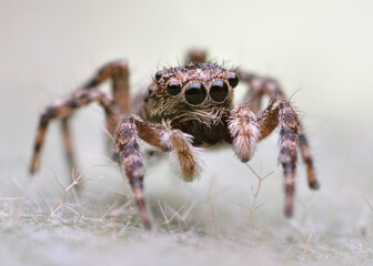 Small poilish jumping spider macro on his natural environment