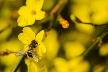 Bees in collecting honey on tiny yellow flowers of winter jasmine-Jasminum nudiflorum 