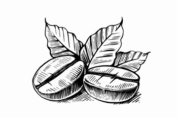 sketch of coffee beans with leaves