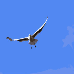 a seagull with its wings spread wide resembles a huge condor
