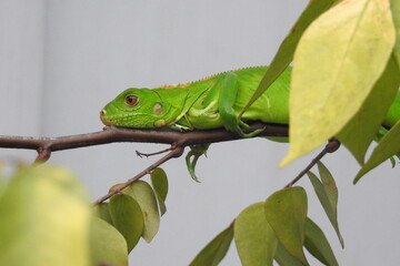 green iguana on a branch