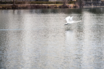 swans on the lake