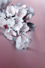 Close up of Flowering cherry isolated on blur background.