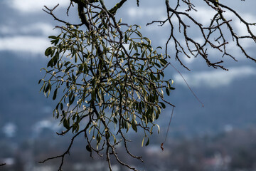branches of a tree in winter