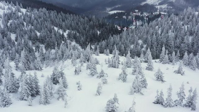 Aerial drone view of a frozen forest with snow covered pine and fir trees at winter. Flight above winter snowy forest in mountains ski resort, top view. UHD 4k video