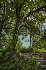 Fototapeta premium Mysterous rocky steps lead up into fairyland woods with towering trees covered with vines