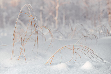 Meadow grass under the snow.Snow-covered natural landscape. Copy space. Macro