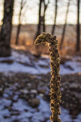 Textured curved stem of a plant on a blurred background on a sunny day. Vertical photo.