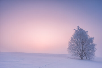 Winter landscape with fog. Warm cold sunrise landscape