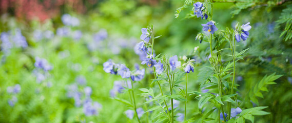 Beautiful blue flowers  polemonium acutiflorum for cold climates.