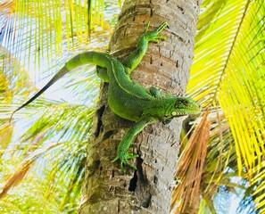 green iguana on a palm tree - obrazy, fototapety, plakaty
