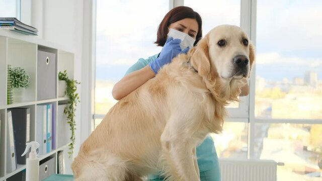 Woman veterinarian doing golden retriever dog vaccine injection during appointment in veterinary clinic