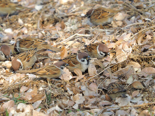 Sparrows eating feed