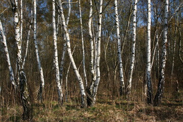 Fototapeta premium Birch forest in Austria, Europe 