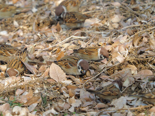 Sparrows eating feed