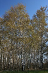 Birch forest in Austria, Europe
