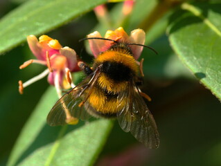 Bumblebee on a blossom in a garden in Austria, Europe
