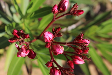 red oleander