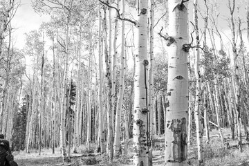 Colorado Aspens