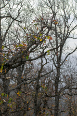 Akfadou forest in Bejaia, Algeria, a Forest of oak and beech