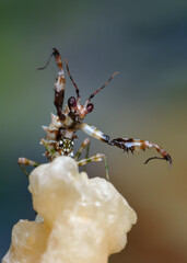 Pseudocreobotra wahlbergii - flower mantis on natural background closeup macro