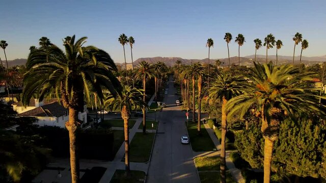 Cinematic aerial shot of iconic palm tree row in Beverly Hills, California